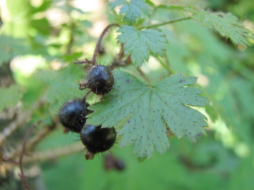 Ribes horridum iNat (2)