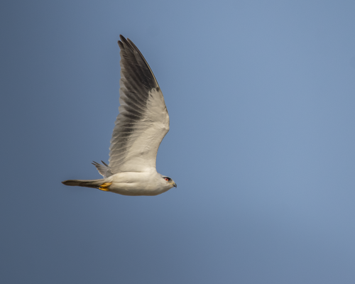 Black-winged Kite, photo 8 of 9