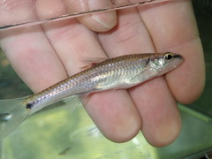 Notropis texanus
