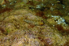 Microlipophrys canevae