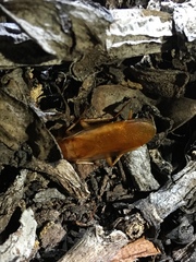 Shelfordella lateralis