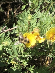 Bombus mixtus