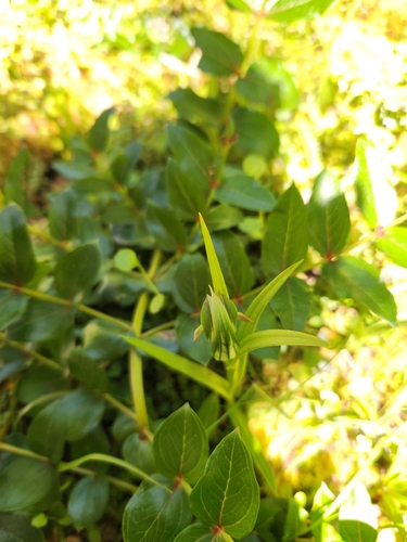 Image of Pterostylis montana by (c) Archie, some rights reserved (CC BY)