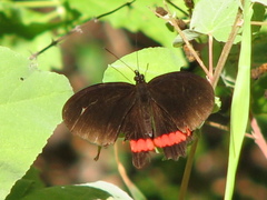 Biblis