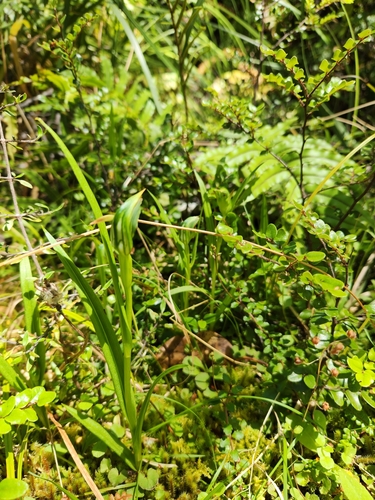 Image of Pterostylis montana by (c) Archie, some rights reserved (CC BY)
