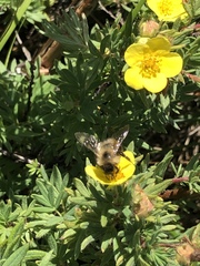 Bombus mixtus