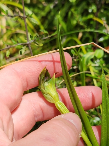 Image of Pterostylis montana by (c) Archie, some rights reserved (CC BY)