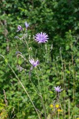 Cicerbita macrophylla uralensis