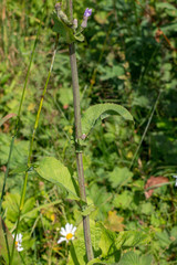 Cicerbita macrophylla uralensis