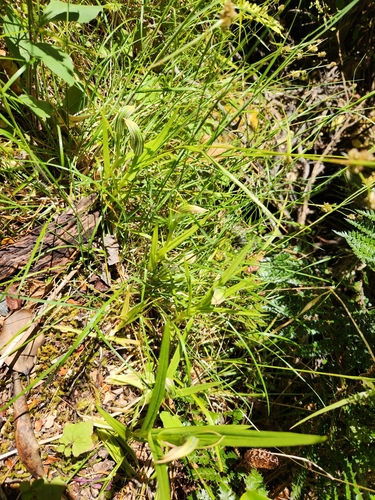 Image of Pterostylis irsoniana by (c) Archie, some rights reserved (CC BY)