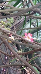 Couroupita guianensis image