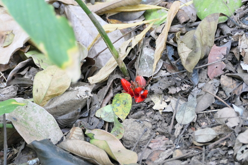 Curved-Stem Ginger (Zingiber cernuum)