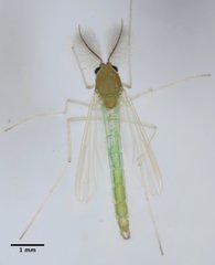 Endochironomus
