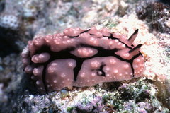 Image of Phyllidiopsis sinaiensis