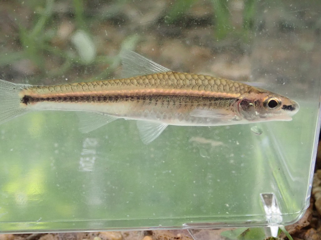 Lined Chub