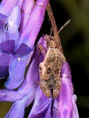 Merocoris distinctus