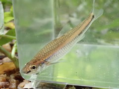 Hybopsis lineapunctata