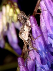 Merocoris distinctus