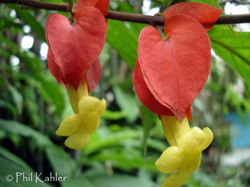 Drymonia semicordata