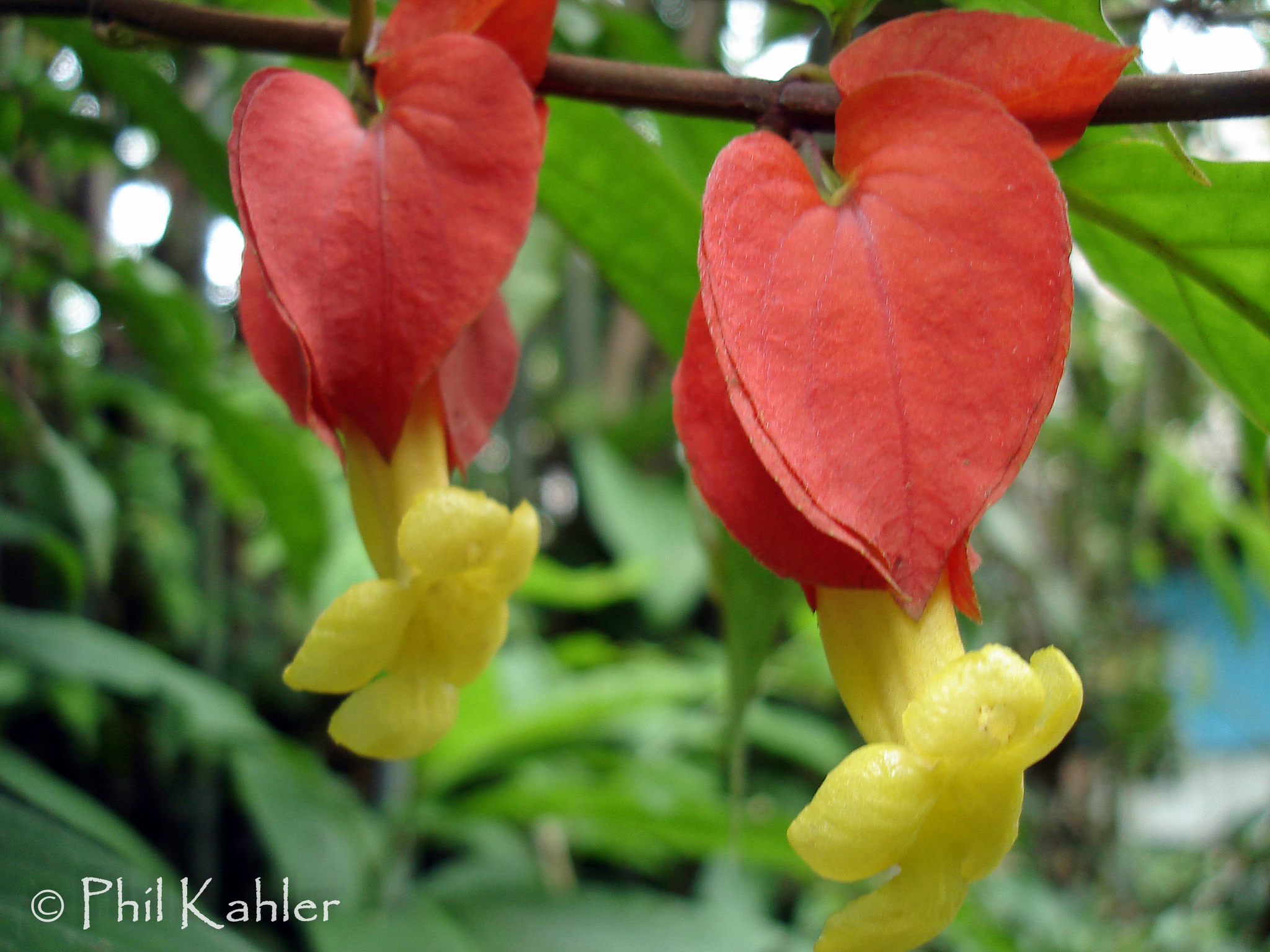 Drymonia semicordata