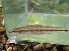 Hybopsis lineapunctata