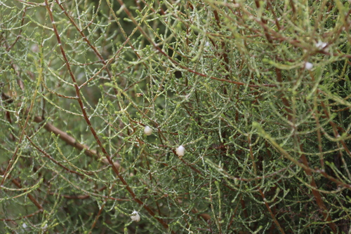 Image of Myrovernix intricata by (c) Tony Rebelo, some rights reserved (CC BY-SA)