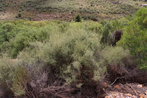 Glandular Renosterbush (Myrovernix intricata)