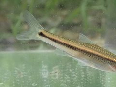 Hybopsis lineapunctata