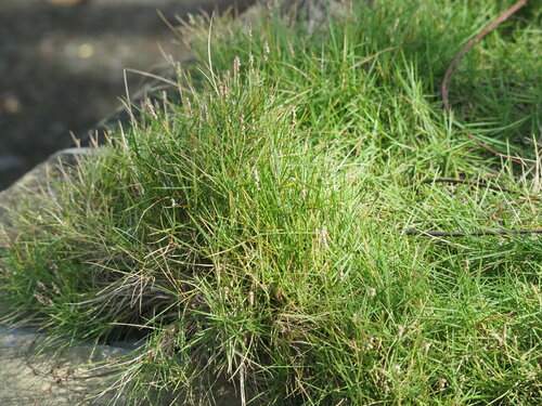 Image of Zoysia pacifica by no rights reserved