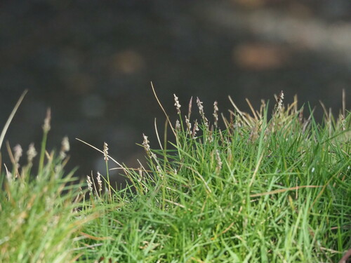 Manila Templegrass (Zoysia pacifica)