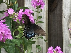 Papilio glaucus