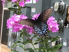 Papilio glaucus