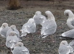 Larus glaucoides