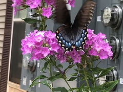 Papilio glaucus