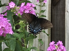 Papilio glaucus
