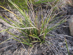 Geochloa rufa