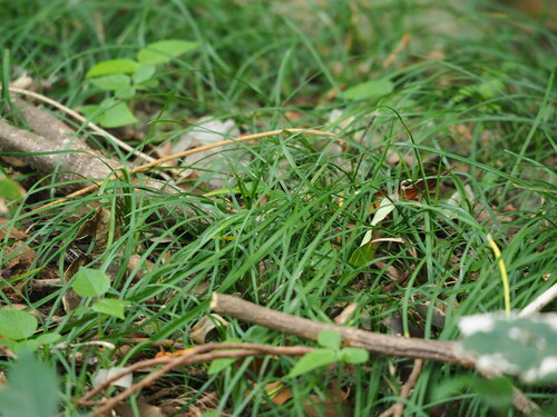 Ophiopogon reversus
