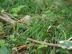 Ophiopogon reversus