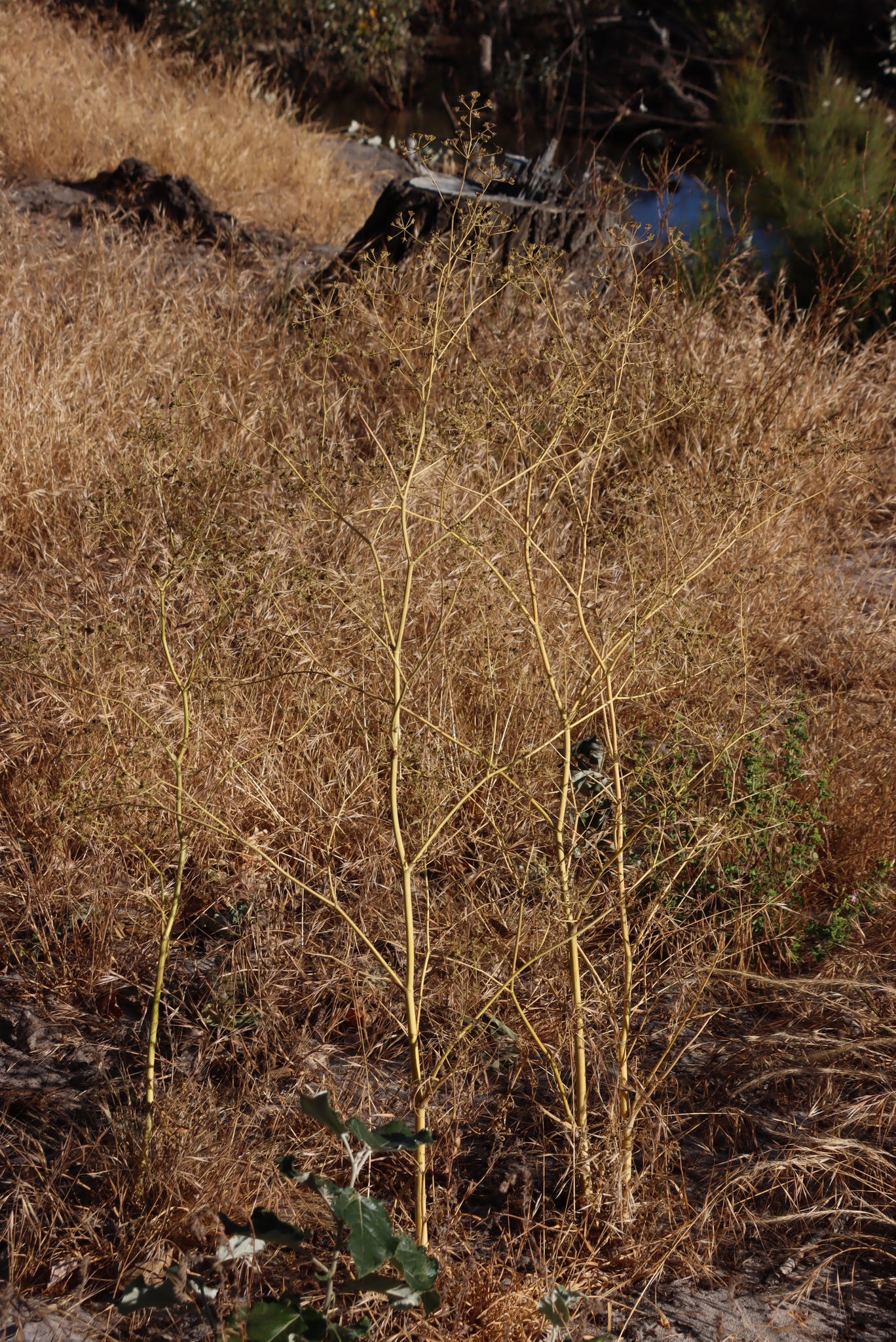 Conium sphaerocarpum