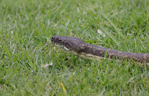 Coastal Carpet Python sighting