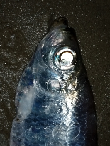 American coastal pellona (Pellona harroweri) — Pristigasteridae — 5