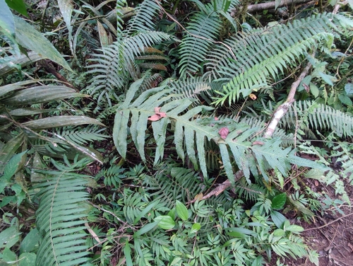 Microsorum commutatum observed 2024-12-15