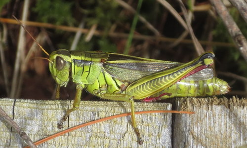 Two-striped Grasshopper, photo 6 of 9