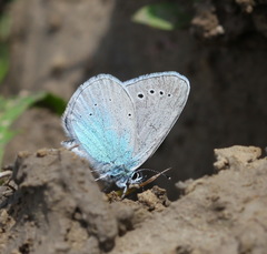 Glaucopsyche lycormas