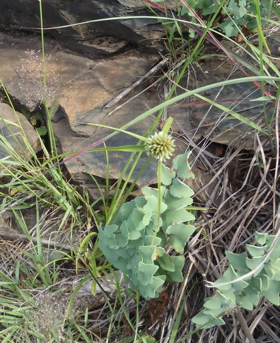 Cyperus alatus, photograph 4