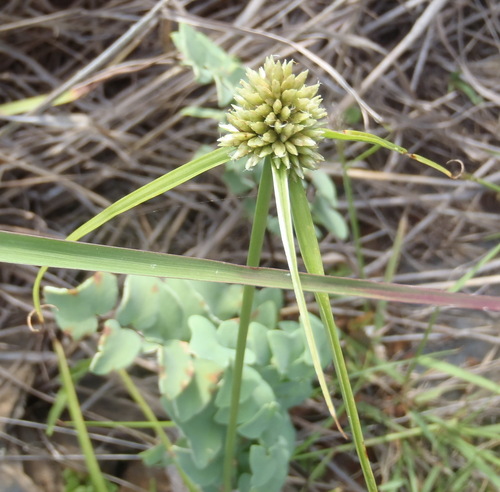 Cyperus alatus, photograph 3