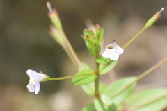 Lindernia procumbens