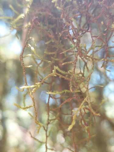 Papillaria africana, 2024-12-17