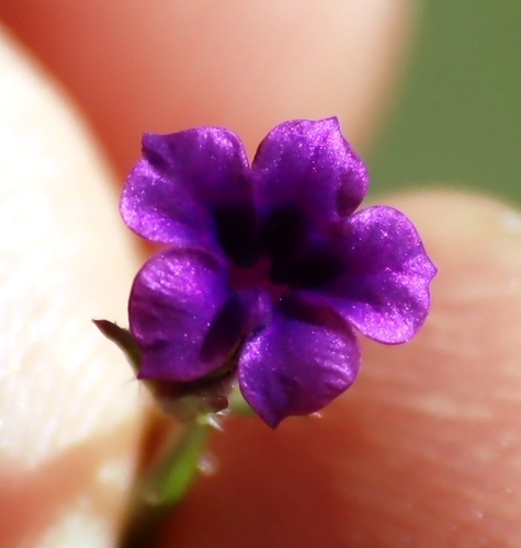 Image of Monopsis debilis by (c) Tony Rebelo, some rights reserved (CC BY-SA)