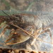 Slackwater Crayfish - Photo (c) Daniel Folds, some rights reserved (CC BY-NC), uploaded by Daniel Folds